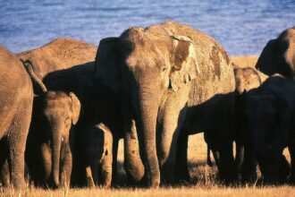 Elephants Death