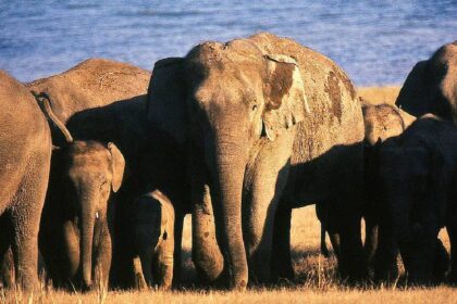 Elephants Death