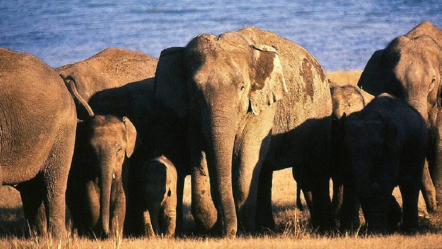 Elephants Death