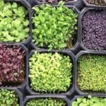 Microgreen