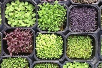 Microgreen