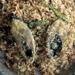 Hilsa Pulao