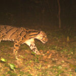 Clouded Leopard