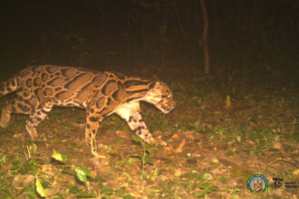 Clouded Leopard