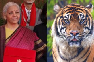 Budget Tiger