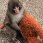 Japan Macaque