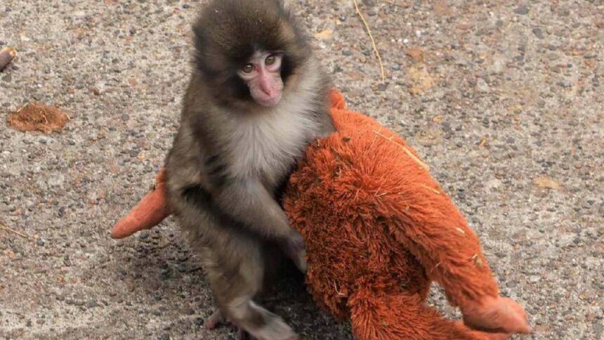 Japan Macaque