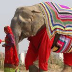 Mathura Elephant