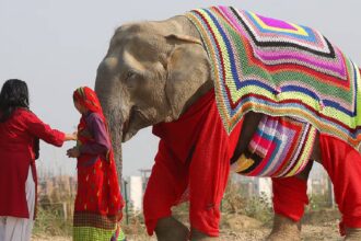 Mathura Elephant