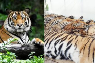 Tigers