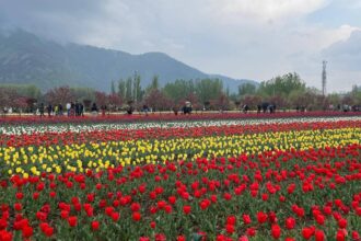 Tulip Festival)
