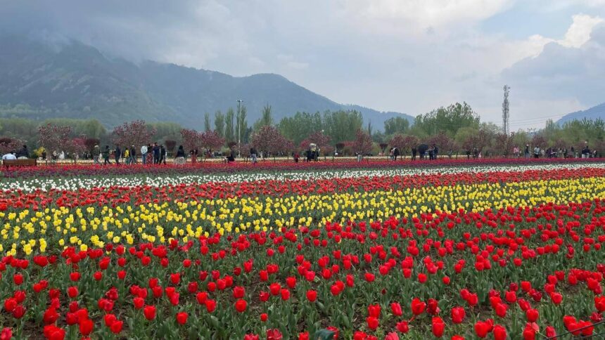 Tulip Festival)