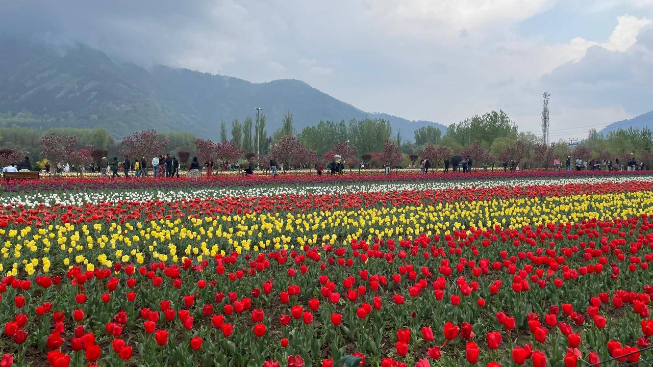 Tulip Festival)