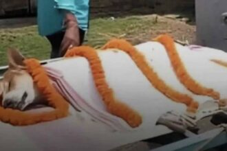 Orissa Dog