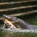 Crocodile Attack Dog