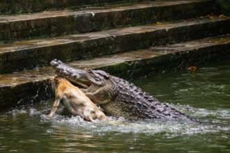 Crocodile Attack Dog