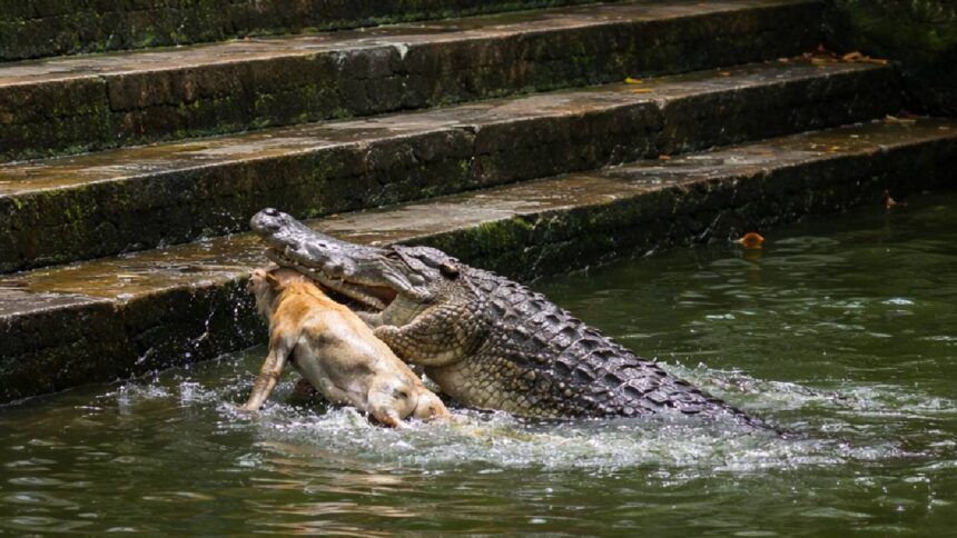 Crocodile Attack Dog