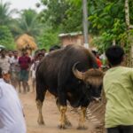 Bison Attack