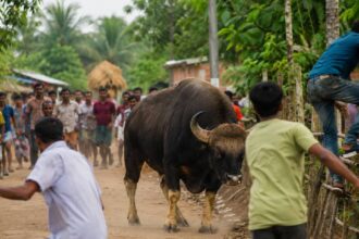 Bison Attack