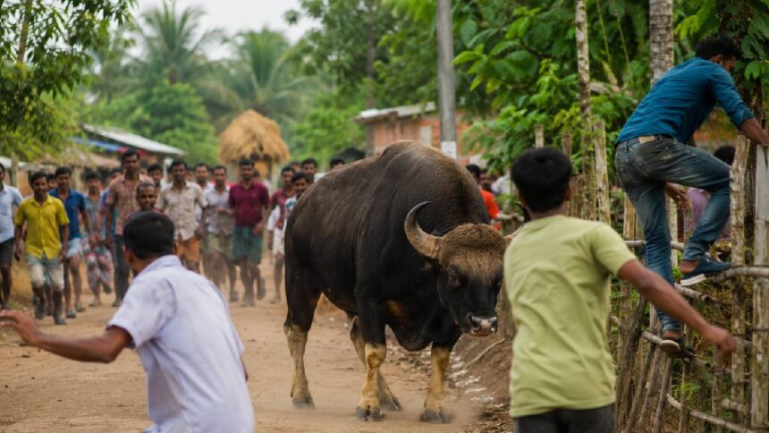 Bison Attack