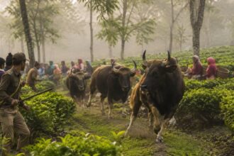 Bison Attack