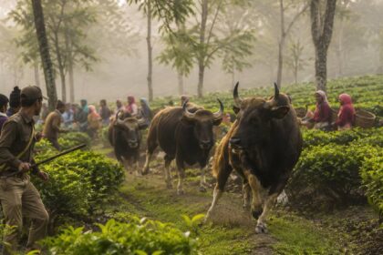 Bison Attack