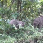 Dooars Elephant