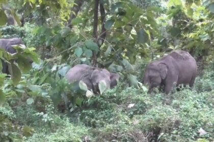 Dooars Elephant