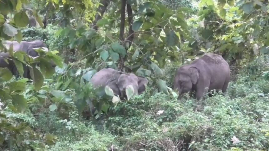 Dooars Elephant