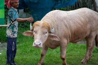 Eid Donald Trump