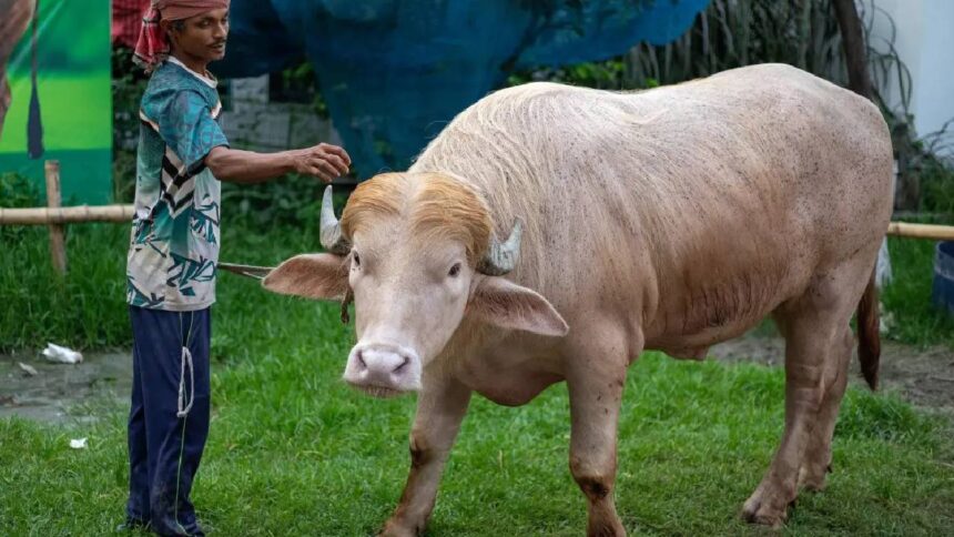 Eid Donald Trump