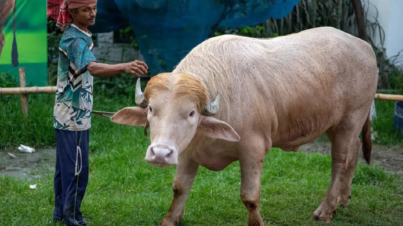 Eid Donald Trump