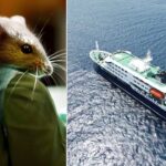 Hantavirus Threat