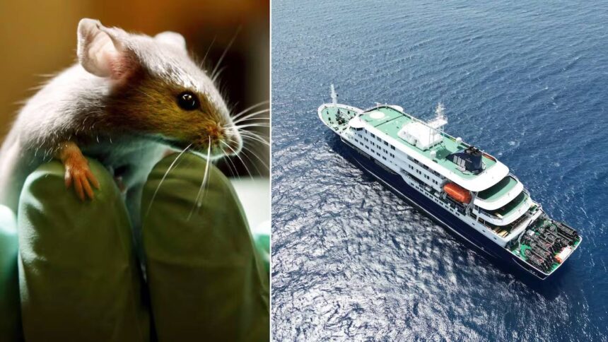 Hantavirus Threat