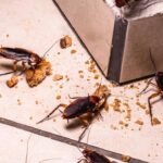 Cockroach