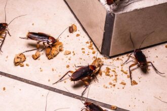 Cockroach