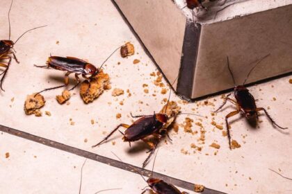 Cockroach