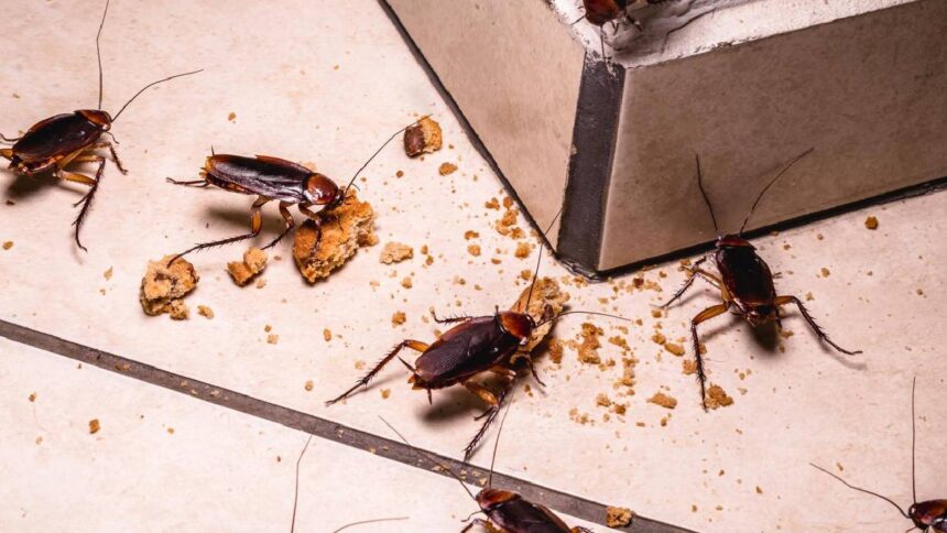 Cockroach