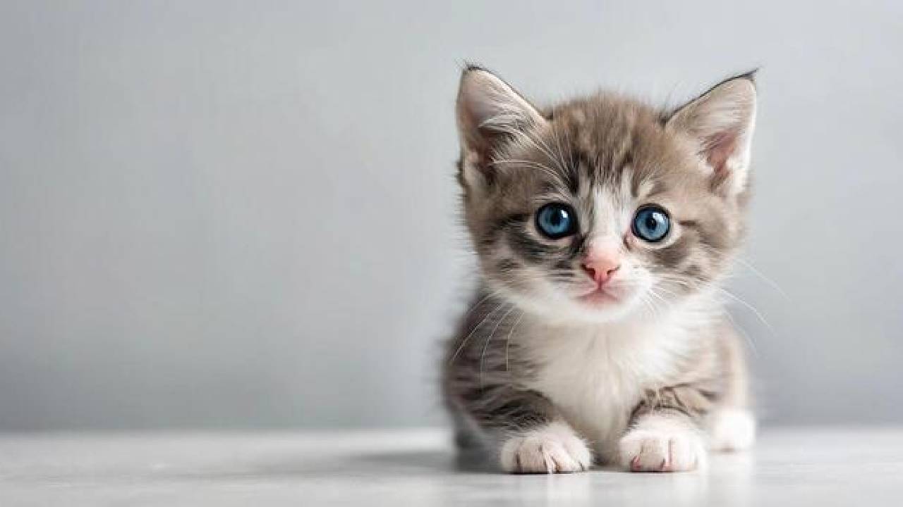 Cat Pet