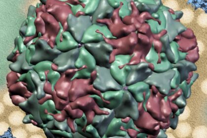 Polio Virus