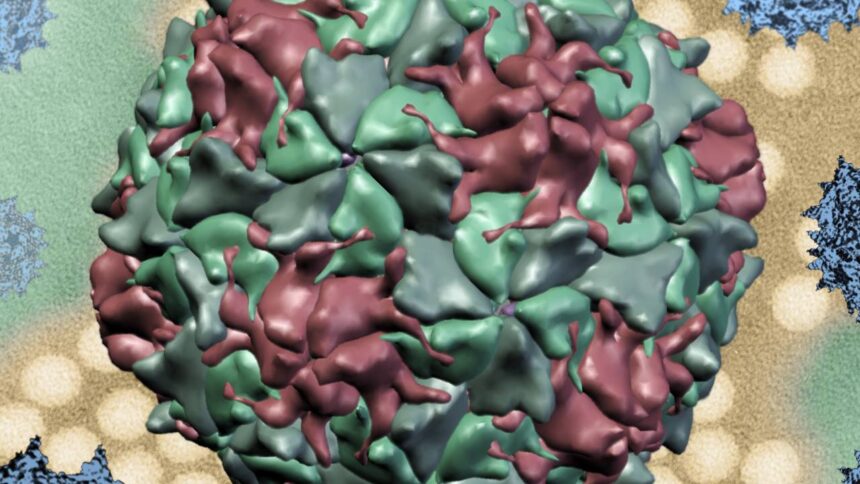 Polio Virus