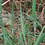 Crocodile Rescue Operation