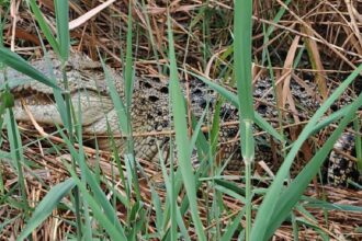 Crocodile Rescue Operation