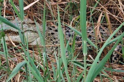 Crocodile Rescue Operation