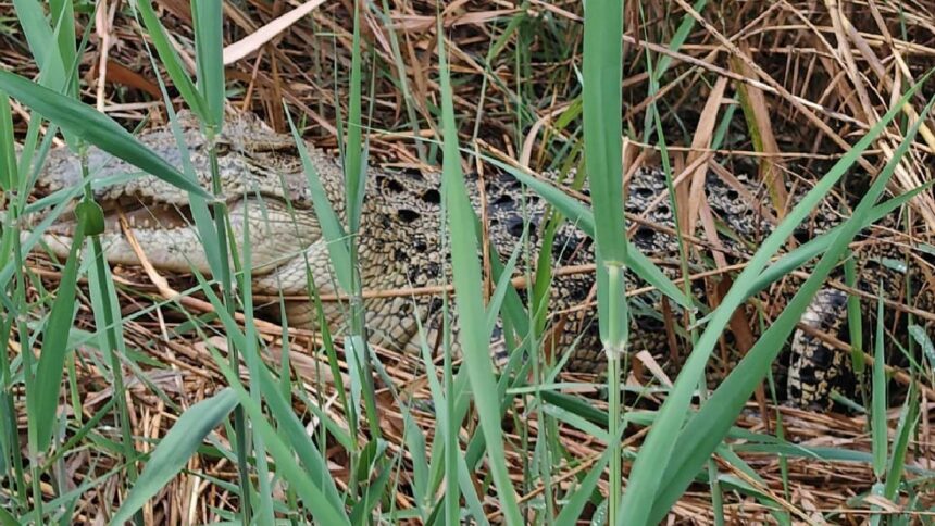 Crocodile Rescue Operation