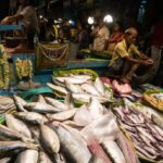 Hilsa Fish