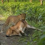 Leopard Attack