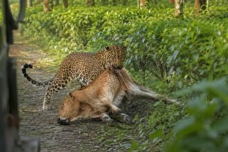 Leopard Attack