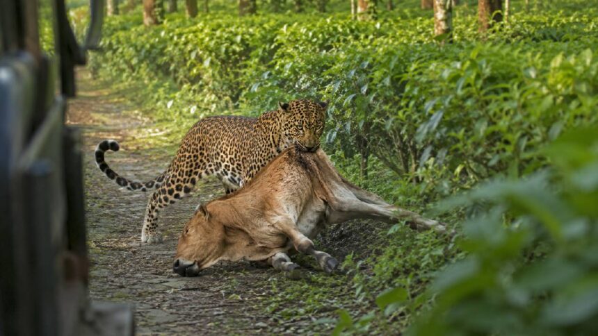 Leopard Attack