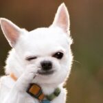 Dog Fun Facts